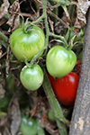Grna och röda tomater, tomatplanta 