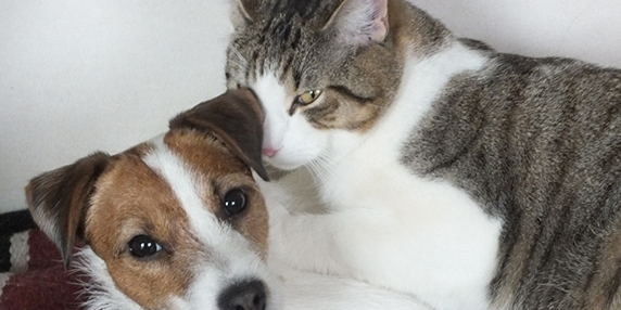 En katt och en hund myser i soffan.