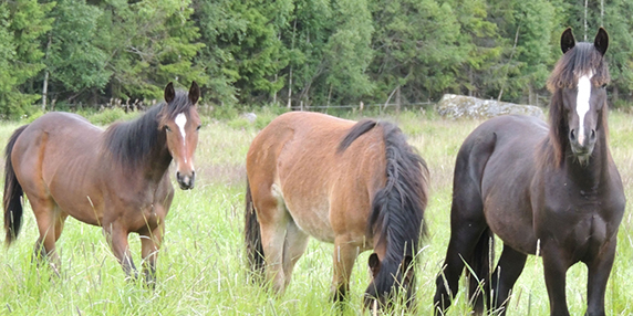 Tre hästar på en äng varav en av dem betar i gräset.