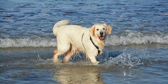 Hund som badar i vattnet